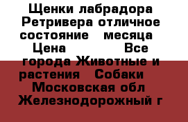 Щенки лабрадора Ретривера отличное состояние 2 месяца › Цена ­ 30 000 - Все города Животные и растения » Собаки   . Московская обл.,Железнодорожный г.